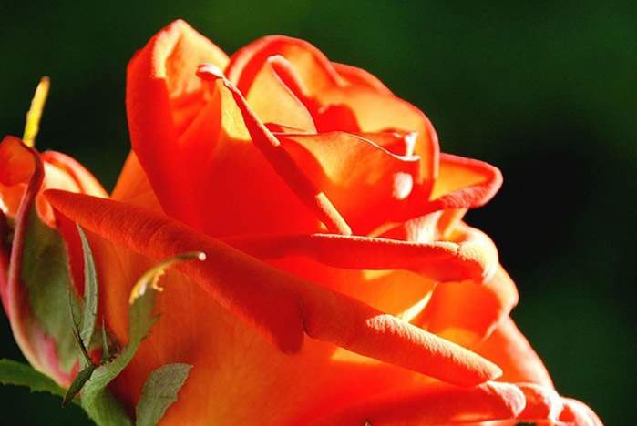 Поздравляем Фролову Я.А. с защитой диссертации на соискание ученой степени кандидата политических наук