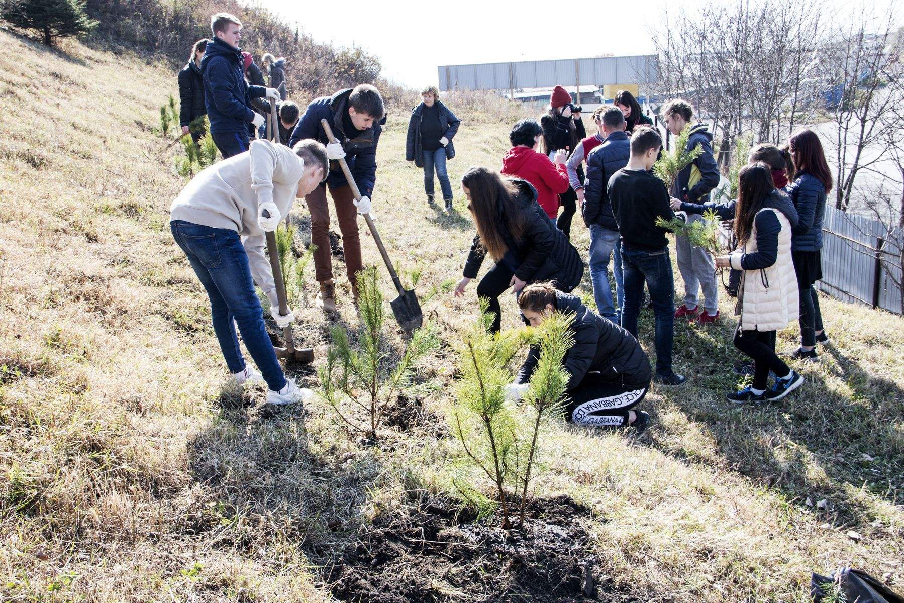 Более 500 кедров украсили дендропарк ВГУЭС