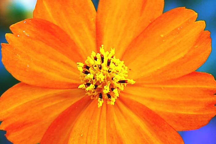 С праздником весны и любви, дорогие женщины