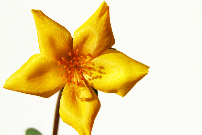 Cтуденты ВГУЭС удостоены стипендий Президента и Правительства РФ