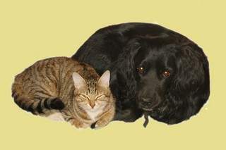 На выставке бездомных животных во ВГУЭС каждый сможет выбрать себе четвероногого друга