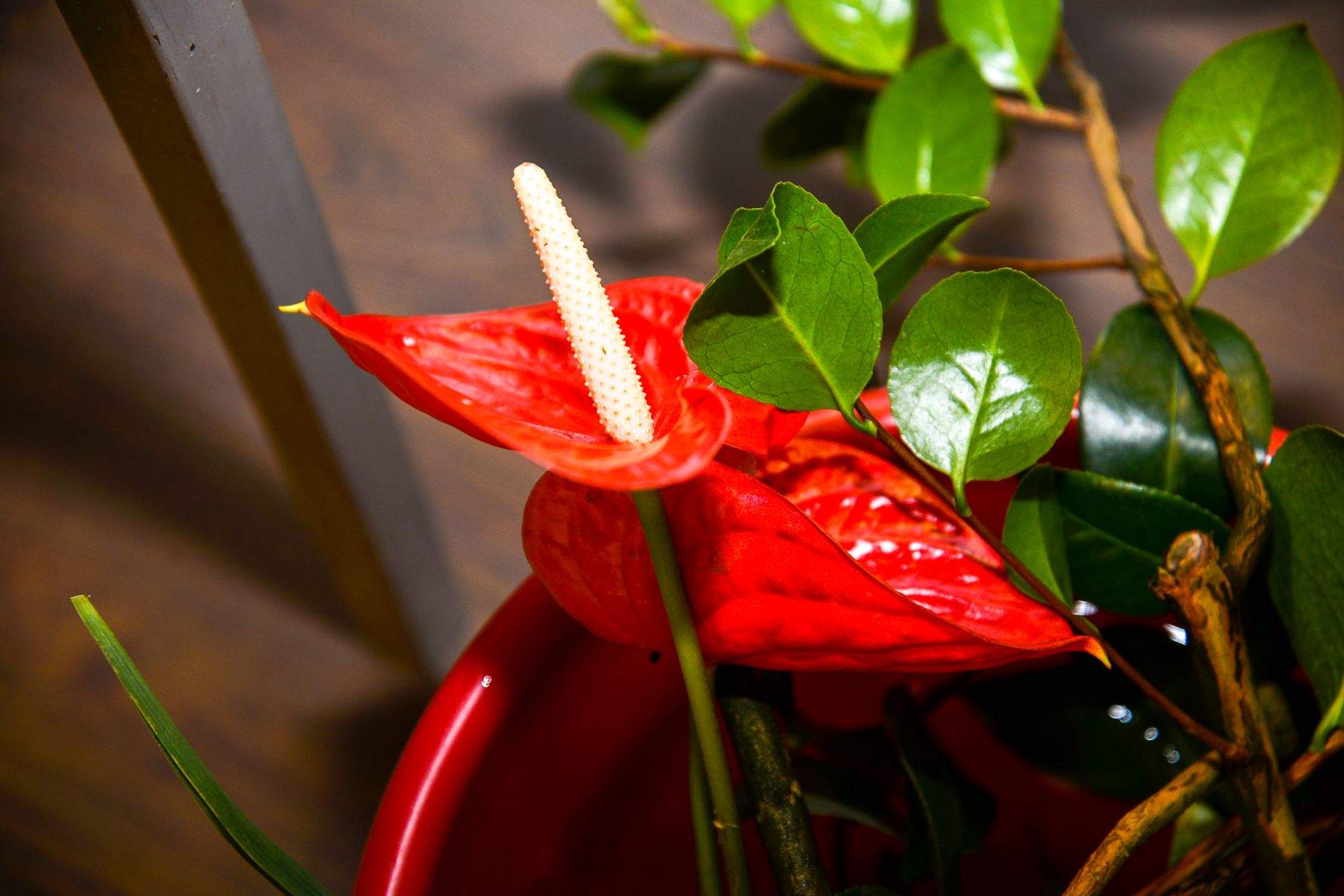 Искусство икебаны создаёт во ВГУЭС летнее настроение