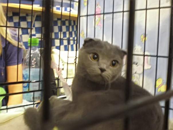 На выставке кошек в ТКК «Андеграунд» был кот по имени Черчилль