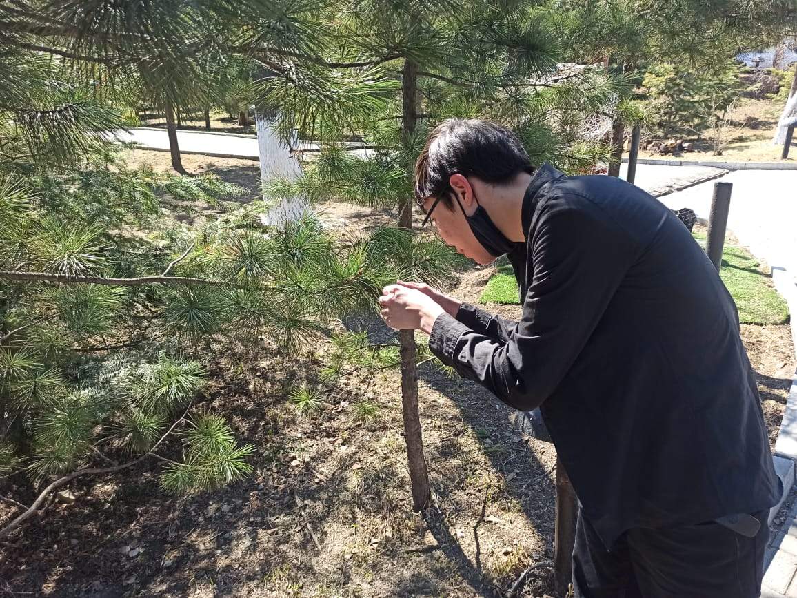 Научно-популярные лекции «Видовой состав представителей голосеменных (Gymnospérmae: Pinopsida) на экологической тропе ВГУЭС»