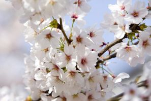 Поздравляем Чернявскую В. С., научного руководителя, с присвоением ВАК соискателю Клениной Алле ученой степени кандидата педагогических наук