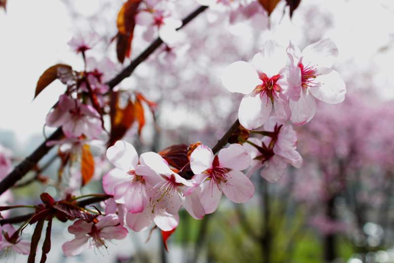 В кампусе ВГУЭС цветет сакура!