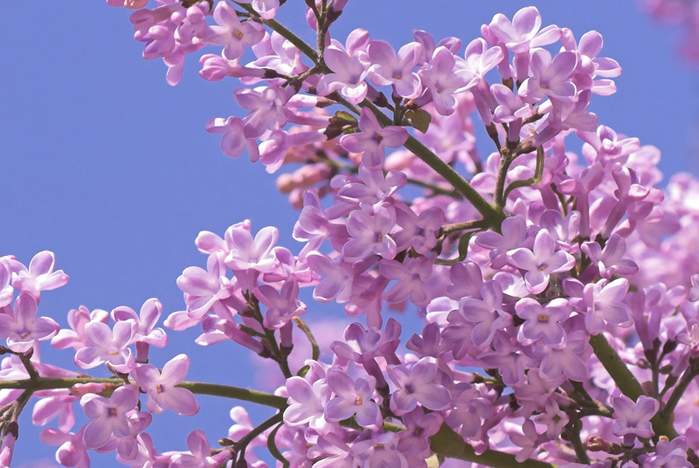 Поздравление ректора ВГУЭС Геннадия Лазарева с Последним звонком