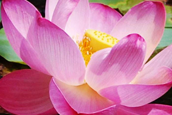 Поздравляем Терентьеву Наталью Сергеевну с блестящей защитой диссертации на соискание ученой степени кандидата экономических наук