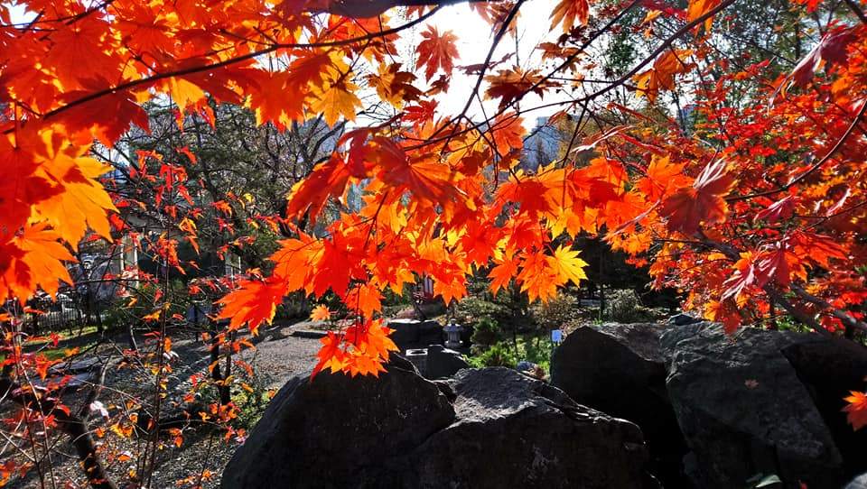 Приморское момидзи: в дендропарке ВГУЭС наступила пора любования красными листьями клена