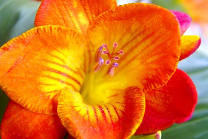 Поздравляем Ригель Зою Васильевну с 30-летием со дня начала работы во ВГУЭС!