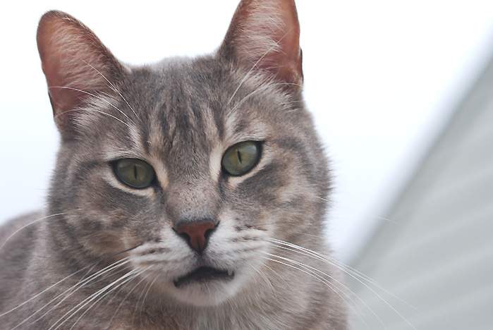 Студенты-волонтеры включились в работу по защите животных