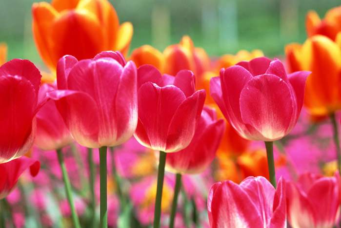 Поздравляем Павленко А.П. с защитой диссертации на соискание ученой степени кандидата политических наук