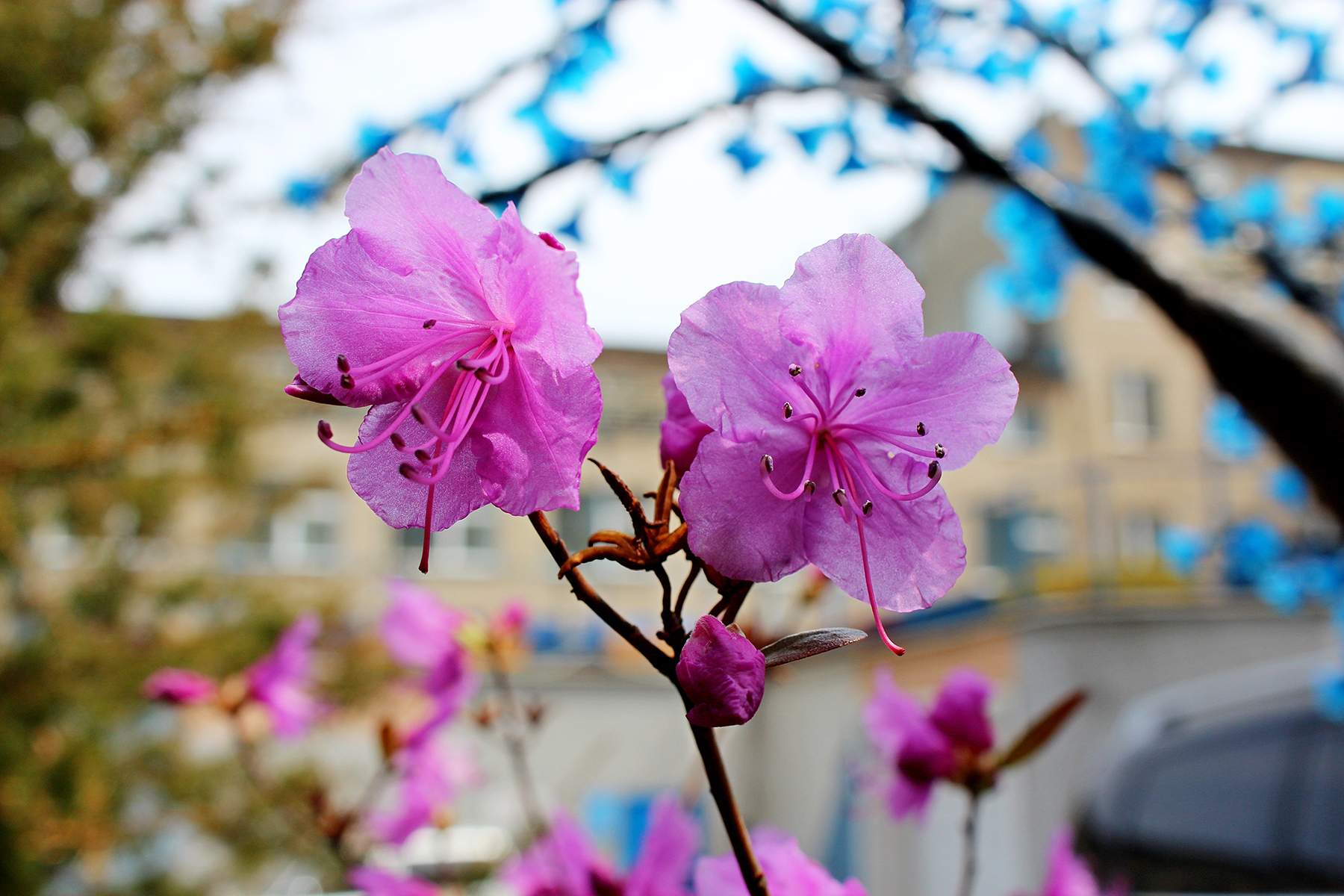 Кафедра туризма и экологии ВГУЭС поздравляет со Всемирным днём окружающей среды и днём эколога