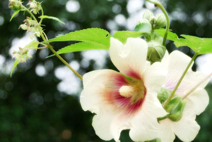 Поздравляем Кузьмичеву И.А. с получением диплома кандидата экономических наук.