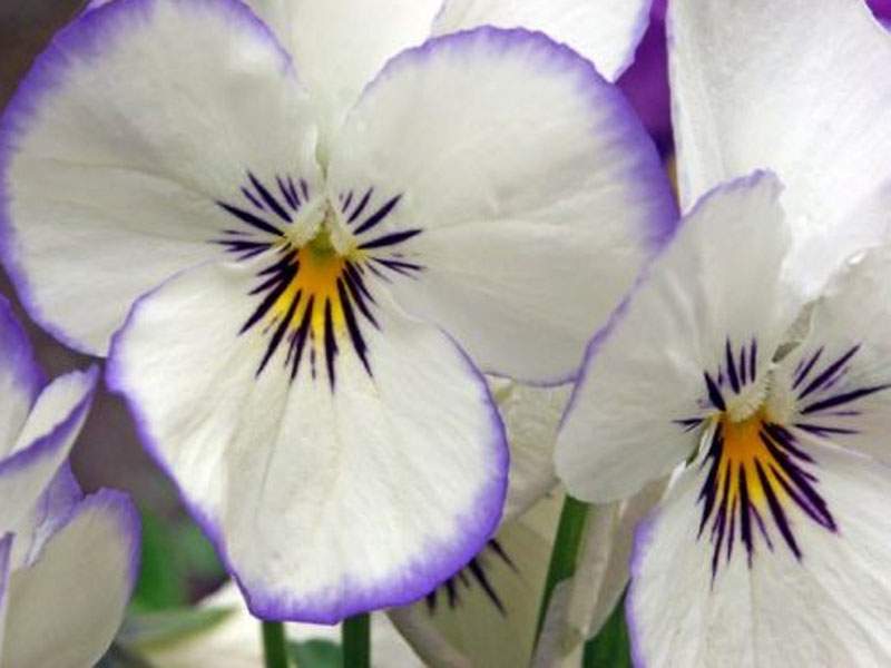 Поздравляем Гомилевскую  Г.А. с успешной защитой диссертации на соискание ученой степени кандидата экономических наук