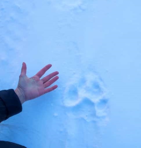 О причинах выхода тигров к людям рассказали ученые ВВГУ и национального парка