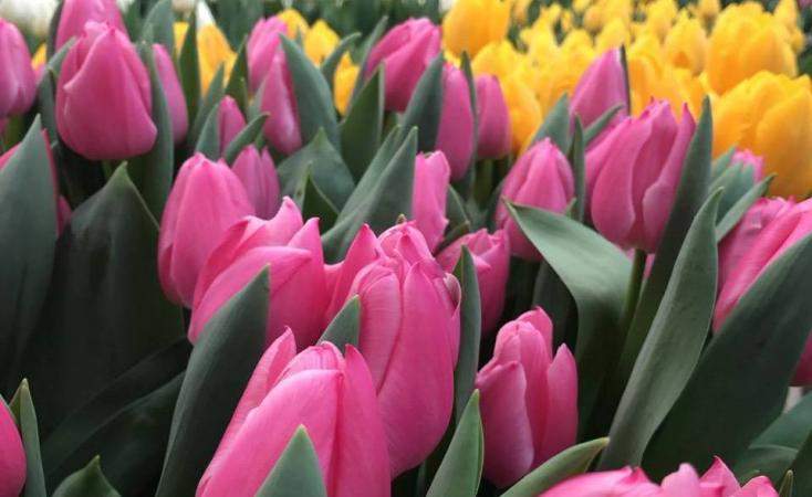 Поздравляем старшего преподавателя Кафедры межкультурных коммуникаций и переводоведения Анастасию Кучеренко с утверждением в ученой степени кандидата искусствоведения