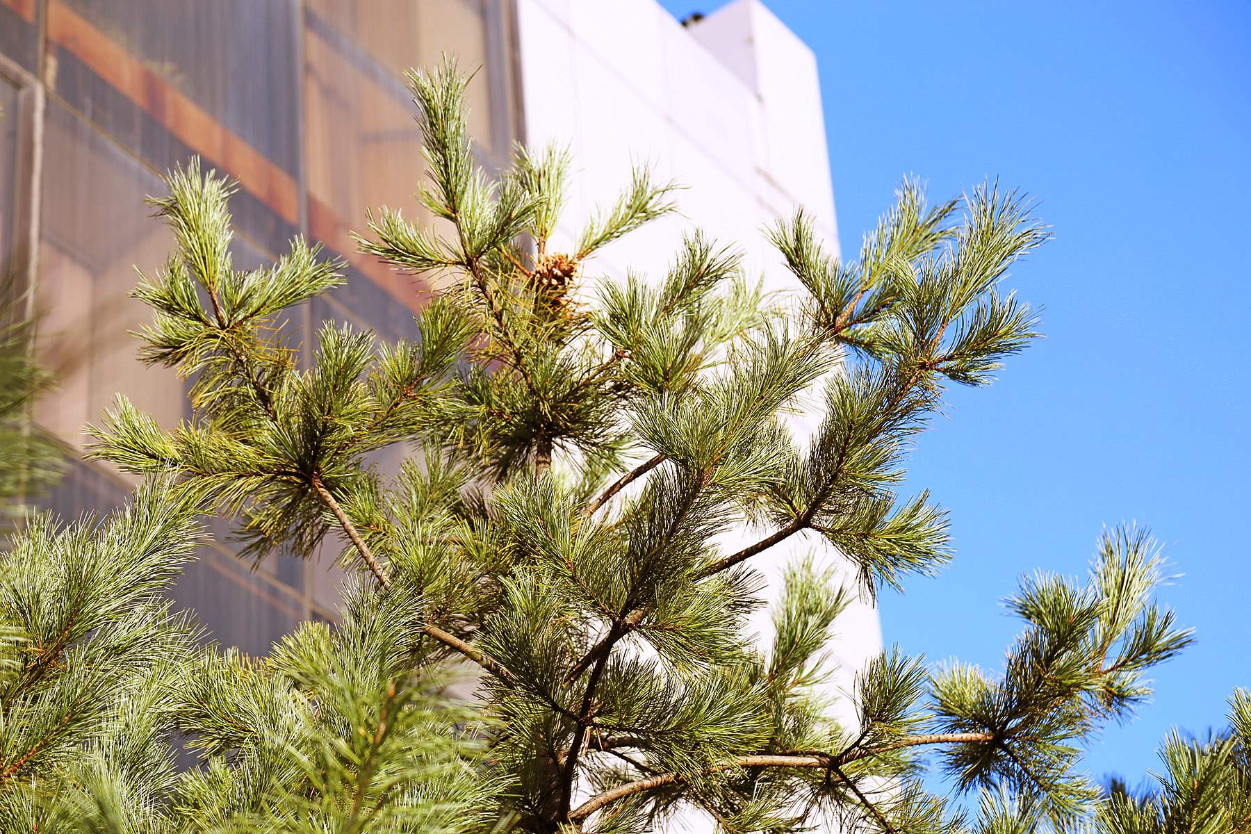 Редкое явление. В дендропарке ВГУЭС раз в 13 лет плодоносит кедр