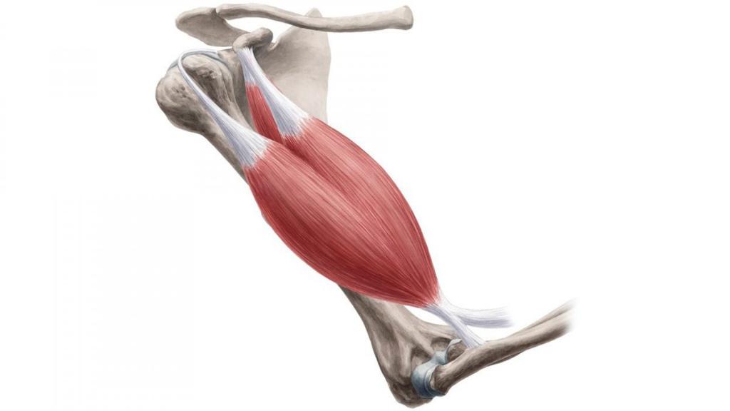 dvuglavaa_mysca_pleca_anatomia(1).jpg dvuglavaa_mysca_pleca_anatomia(1).jpg